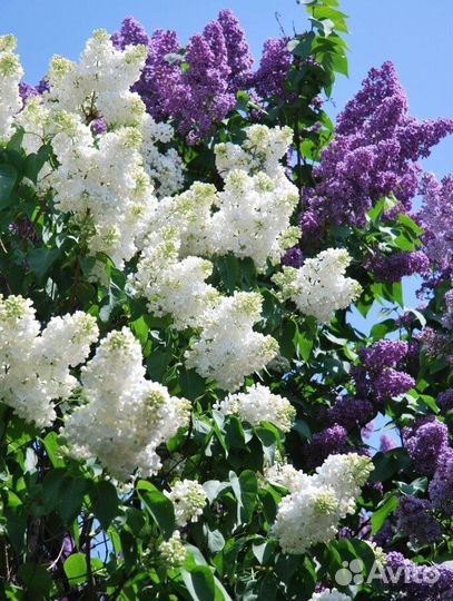 Жасмин. Сирень.Девичий виноград. Верба