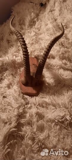 Рога козла горного монголия