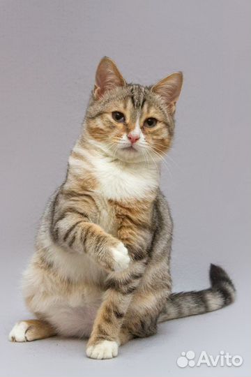 Котёнок-мальчик в добрые руки