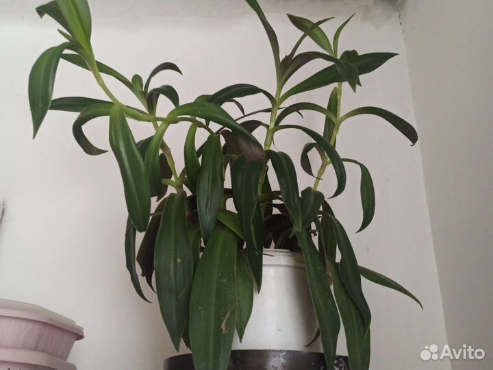 Комнатные цветы драцена