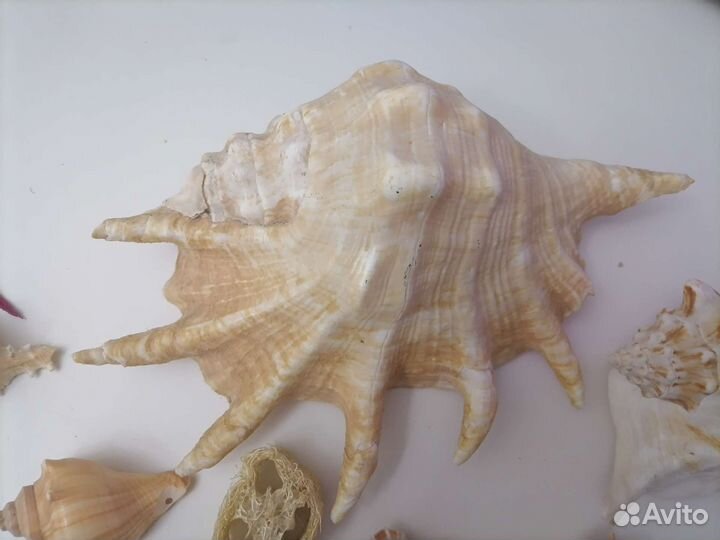 Ракушка морская большая