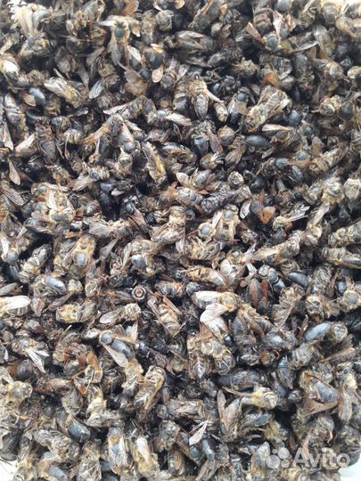 Пчелиный подмор