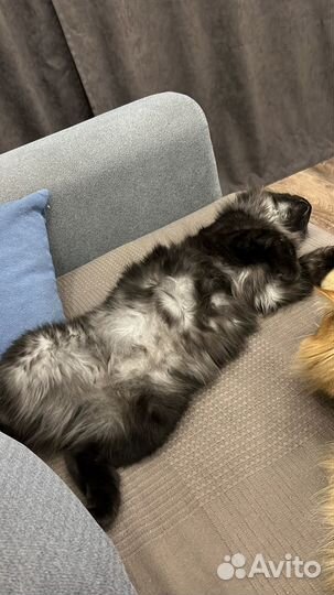 Кошка бобтейл