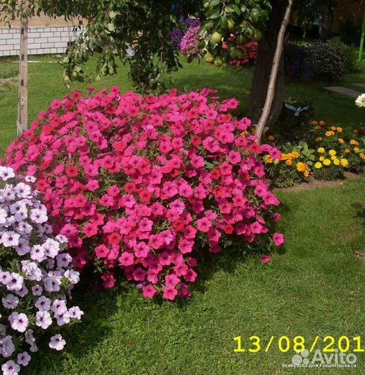 Петуния тайдал Вэйв