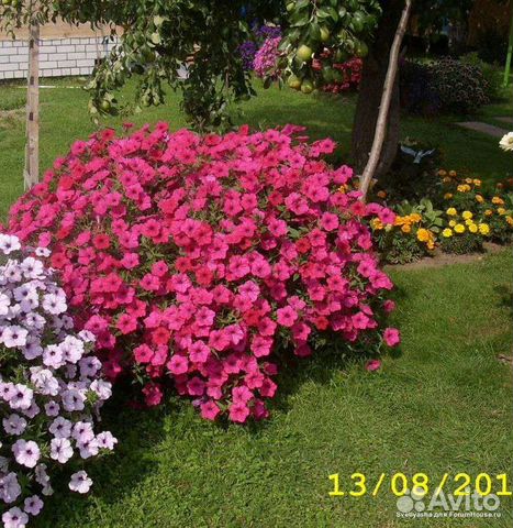 Петуния тайдал Вэйв