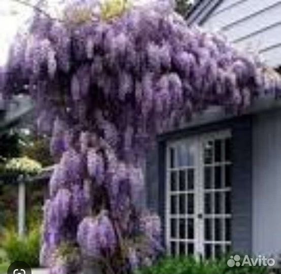 Семена лианы в Казани