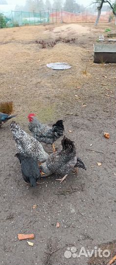 Молодые петухи