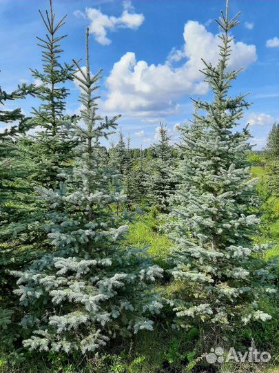 Ель голубая