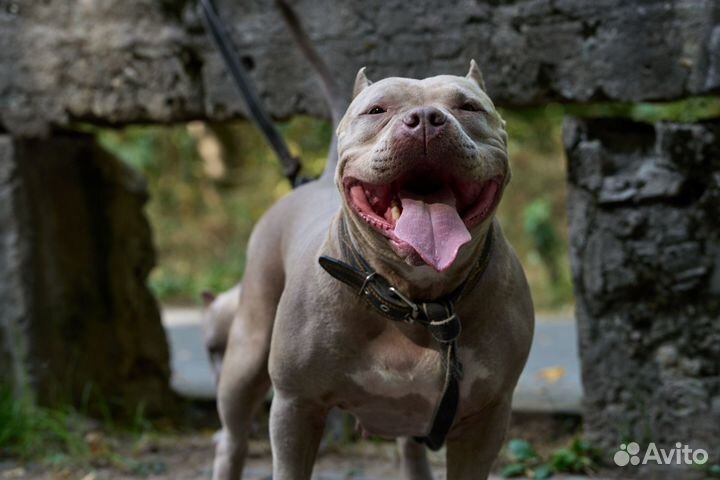 Американский булли стандарт щенки