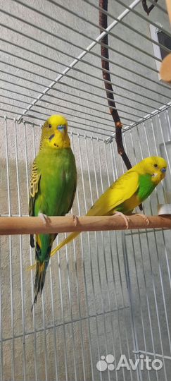 Волнистые попугаи птенцы