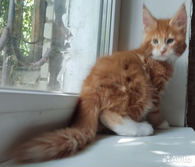 Замечательные котята Мейн Кун