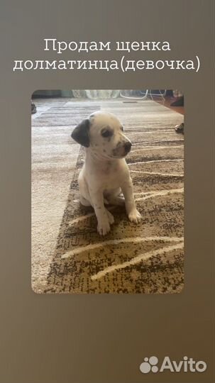 Долматинец