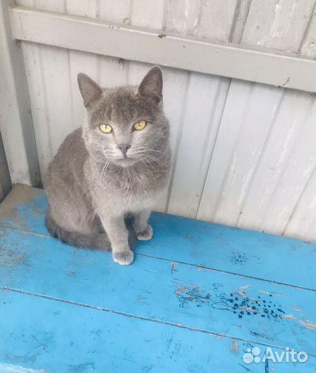 Британский котик