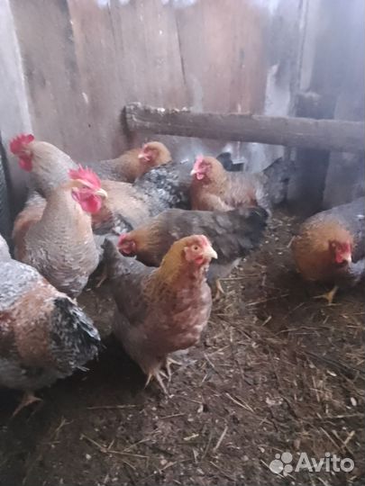 Семья породных кур