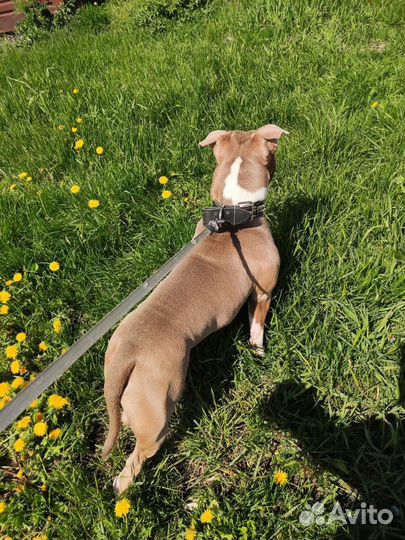 Американский Булли (вязка)