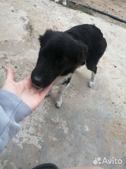 Собаки в дар бесплатно