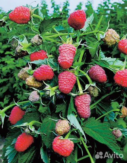 Саженцы малины Таруса