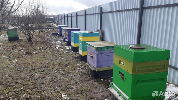 Продажа пчелосемьи