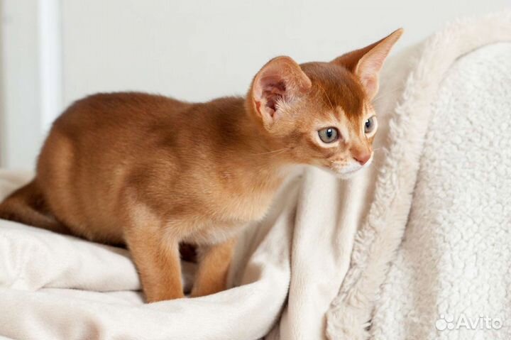 Абиссинские котята из Ижевского питомника