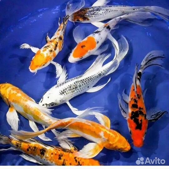 Золотая рыбка. Телескоп. Растения. Фон. Коряги