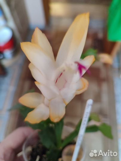 Шлюмбергеры сортовые