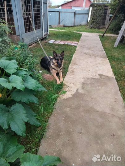 Щенки немецкой овчарки