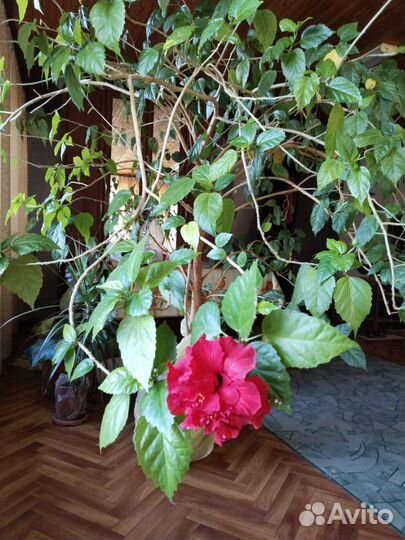 Гибискус китайская роза