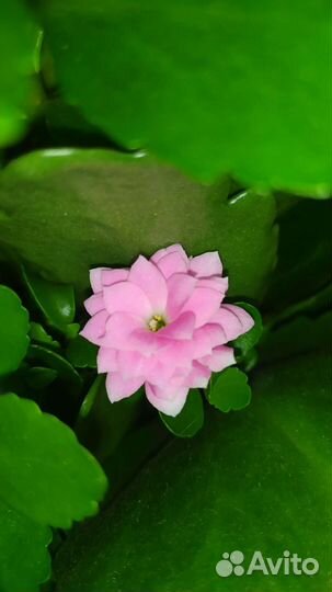 Каланхоэ постоянно цветущий