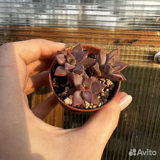 Суккуленты 8