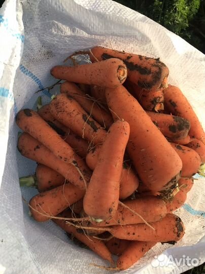 Морковь оптом