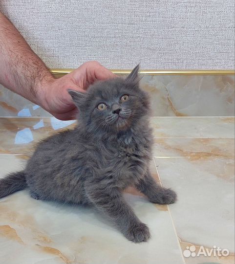 Кошка в дар