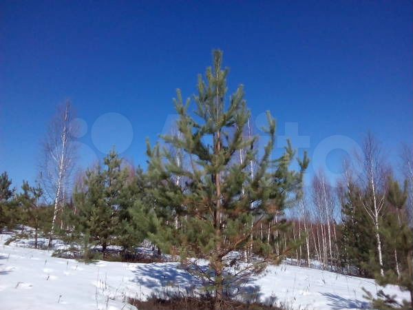 Участок 3,5 га (ИЖС)