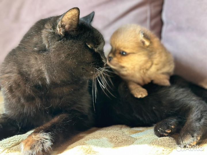 Померанский шпиц девочка