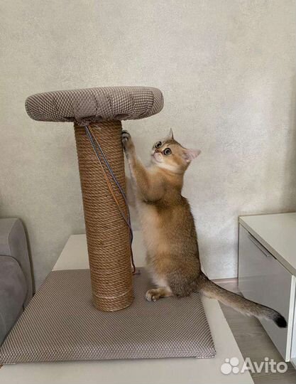 Когтеточки для кошек