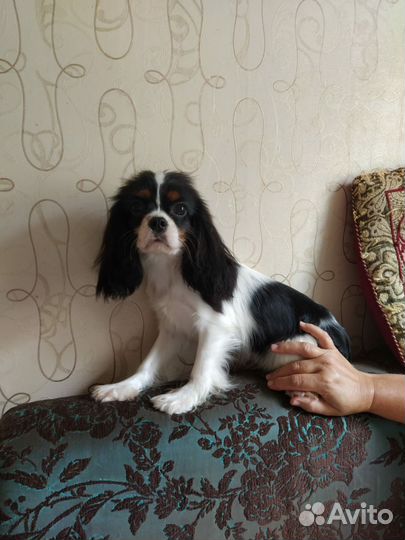 Кавалер кинг