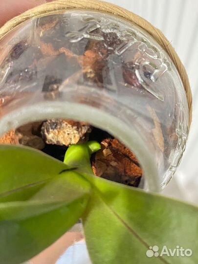 Орхидея фаленопсис мини