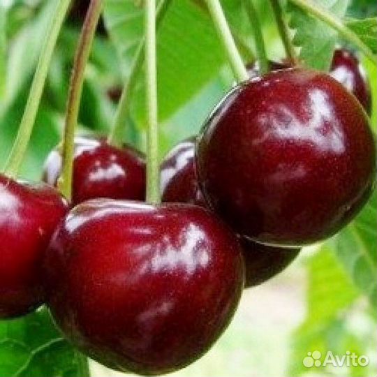 Саженцы Вишни Шалунья