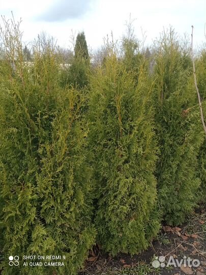 Туя пирамидальная