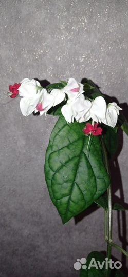 Клеродендрум томпсон цветущий в горшке 0.75 л