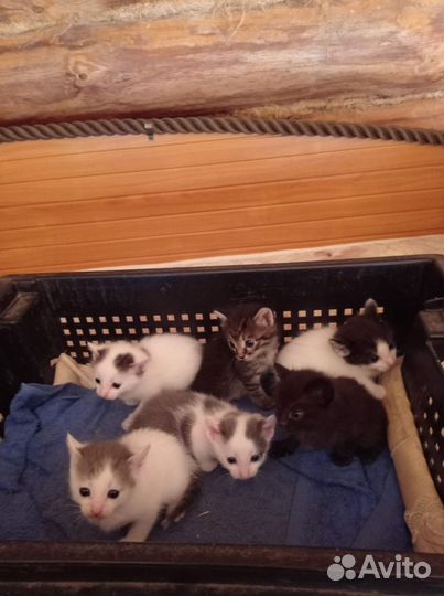 Отдам котенка в добрые руки