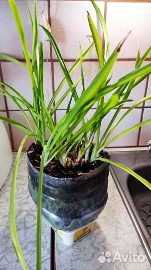 Комнатные растения -Сансевьерия и хлорофитум