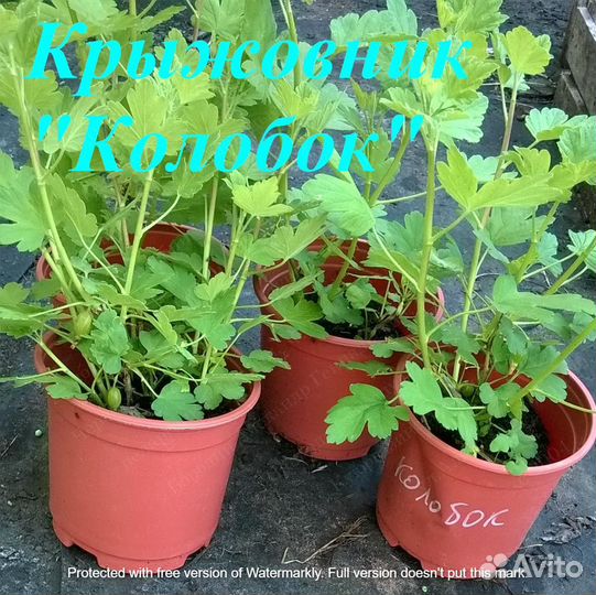 Растения. Саженцы крыжовника