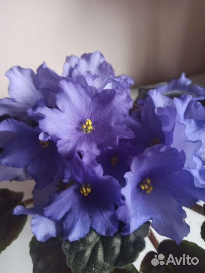 Сортовые фиалки