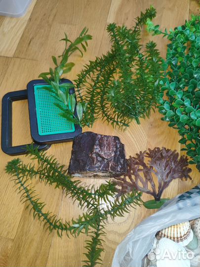 Растения, прополка