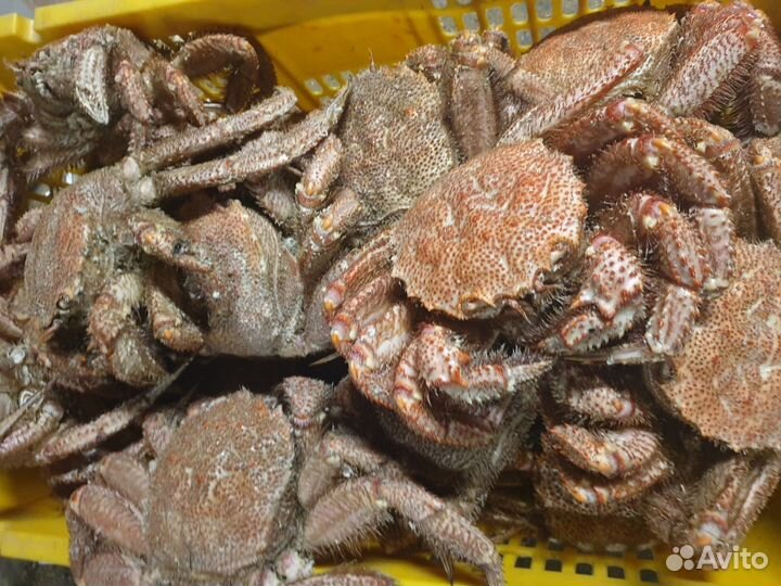 Краб Волосатик