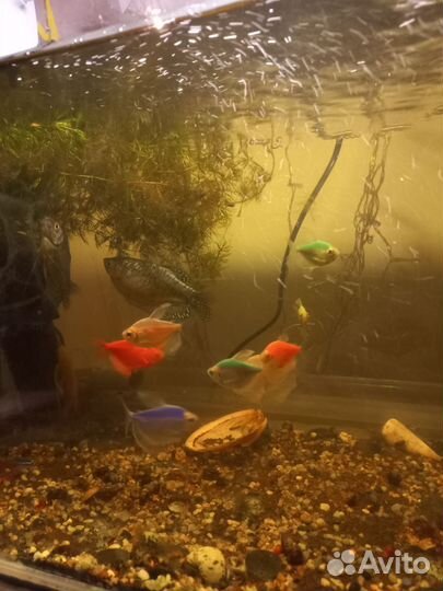 Аквариум
