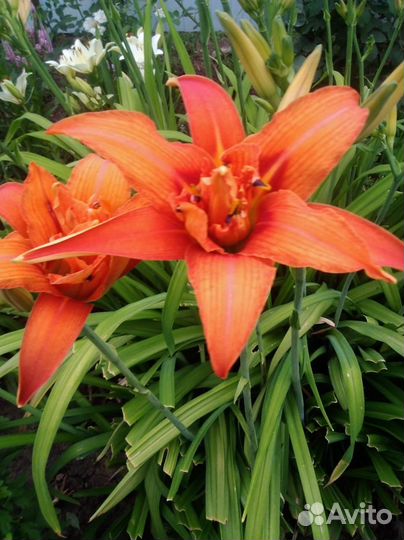 Ирисы,пионы, анемон, лилейник