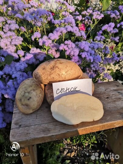 Семенной картофель