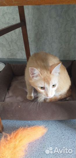 Рыжая чудо девочка