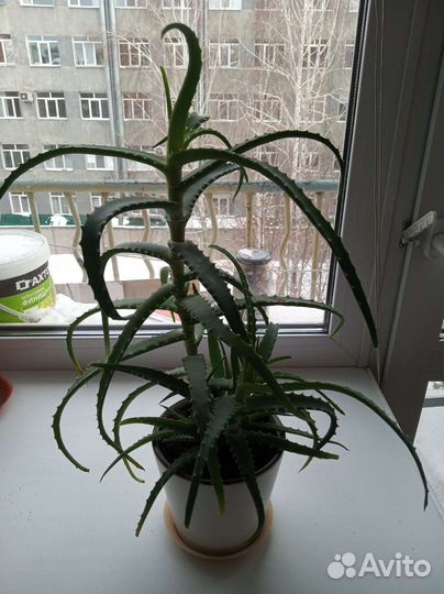 Спатифил алоэ толстянка антуриум кактус фикус роза